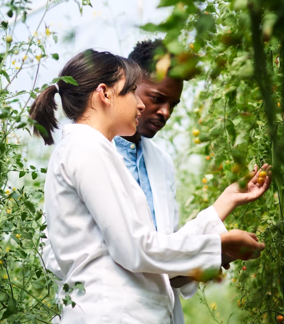 Two scientists in white lab coats inspecting yellow cherry tomatoes in a greenhouse.