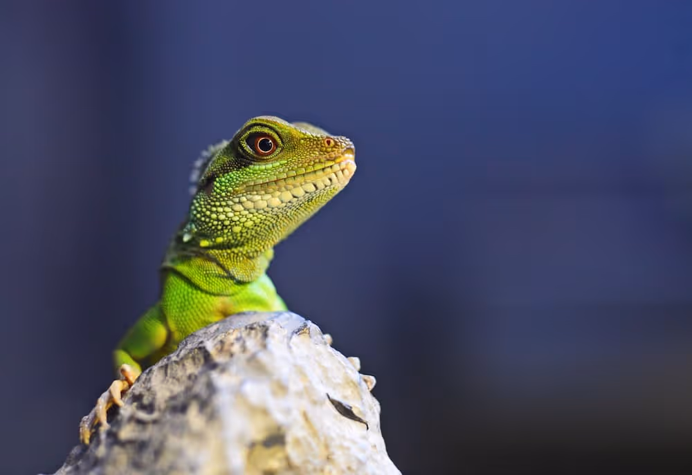 Close-up of a green iguana perched on a rock with a blurred blue background.