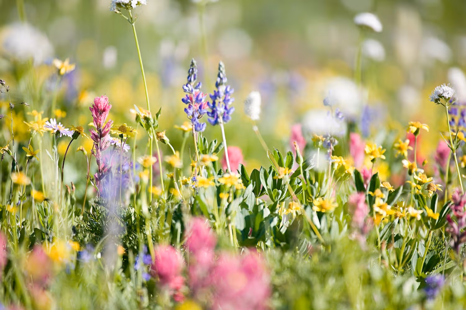 Colorful wildflower meadow with pink, yellow, purple, and white flowers under sunlight.