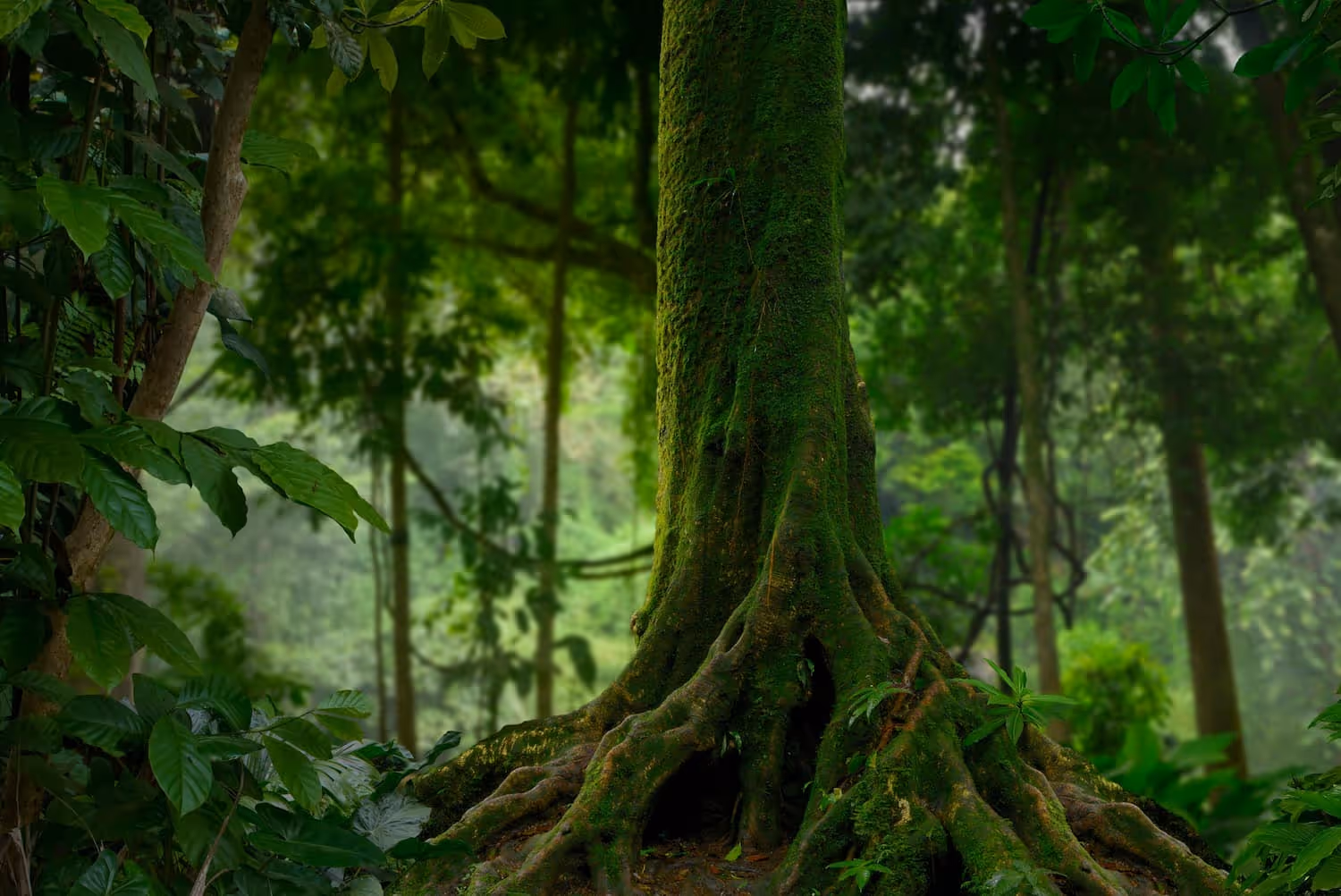 Moss-covered tree trunk with large exposed roots in a dense green forest.