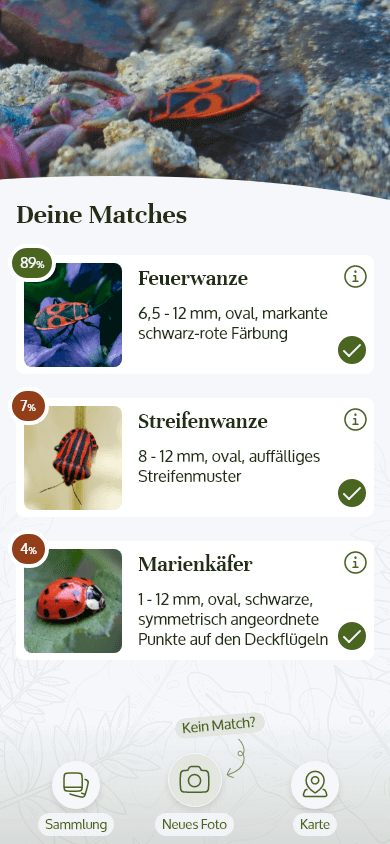 High fidelity MockUp, der User hat ein neues Insekt gefunden