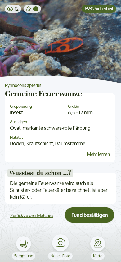 High fidelity MockUp, die Informationsseite über ein Insekt