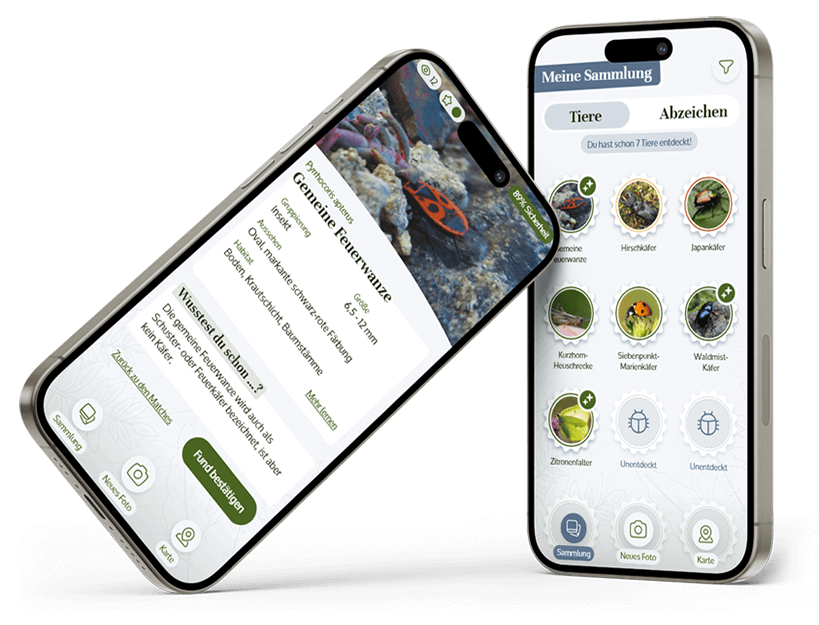 Mock Up der Urban Safari App