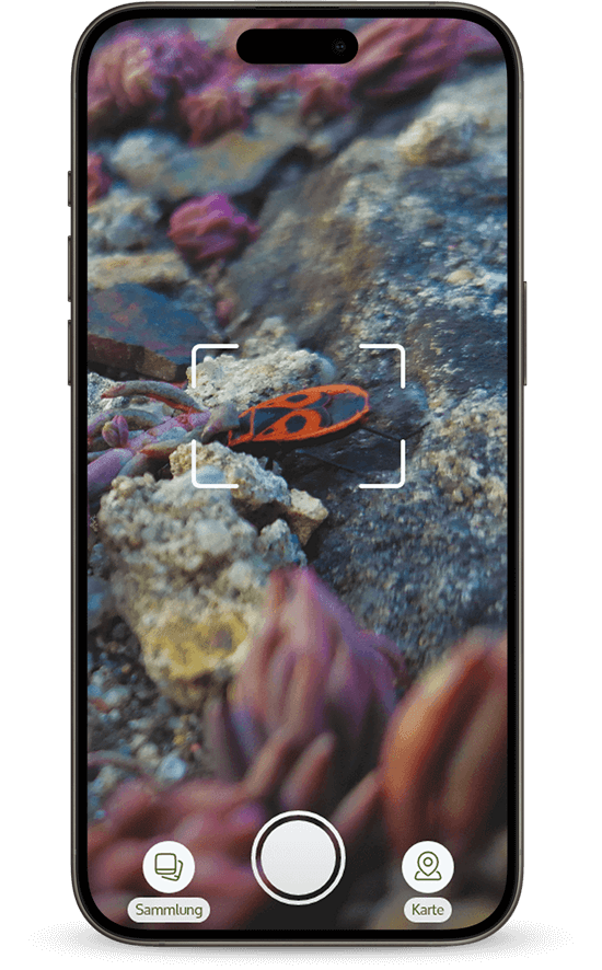 Der Nutzer hat ein Insekt gefunden und fotografiert es