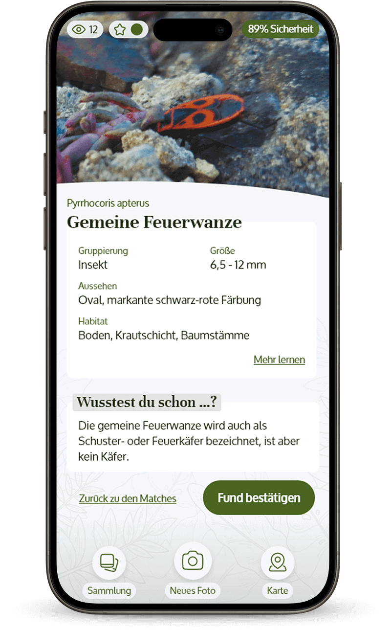 Ansicht mit Informationen zu einem Insekt.