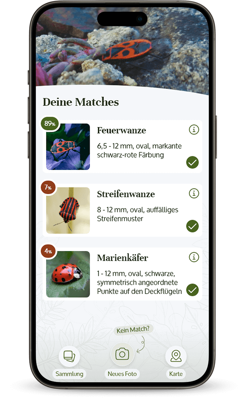 Der Nutzer vergleicht sein fotografiertes Insekt mit den Vorschlägen aus der App.