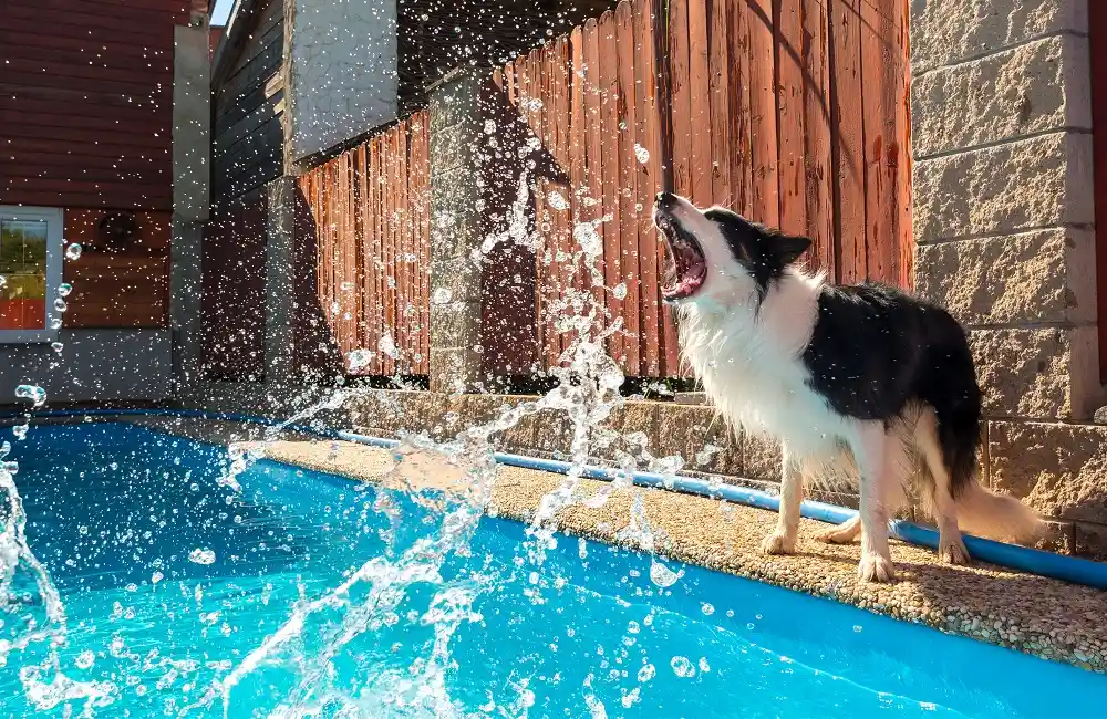 When Dog Attack Happens at a Hotel or Vacation Rental