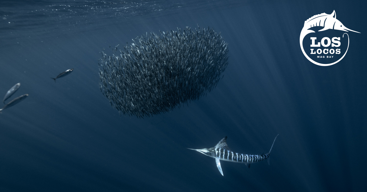 Marlin Season | Los Locos Mag Bay Fly Fishing