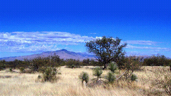 Title: Open high-desert grassland with yucca and mesquite beneath a mountain range and deep blue sky at Red Hawk at J-6 Ranch - Description: Open high-desert grassland with yucca and mesquite beneath a mountain range and deep blue sky at Red Hawk at J-6 Ranch