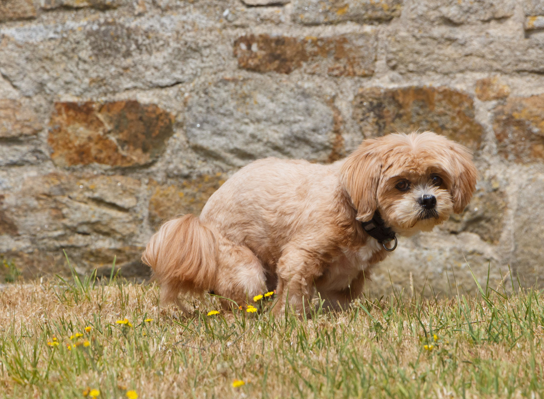 What your dog's poop is telling you