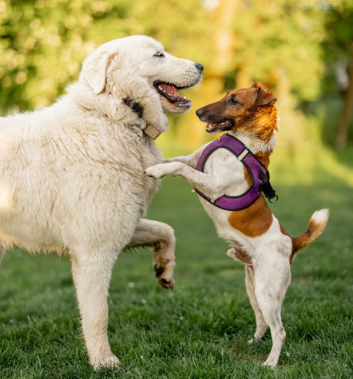 A white dog and a brown and white dog play together in a grassy field.