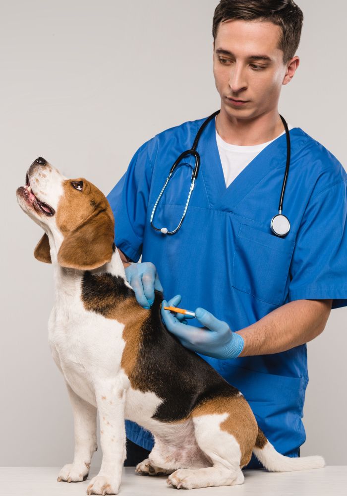 A man in a blue shirt is giving a dog a shot.