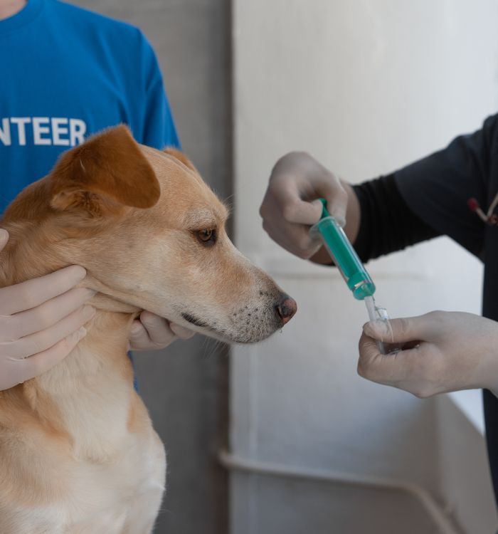 A person is giving a dog a shot.