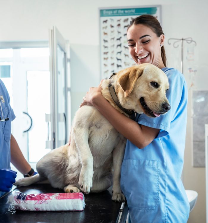 A woman in blue scrubs holding a dog.