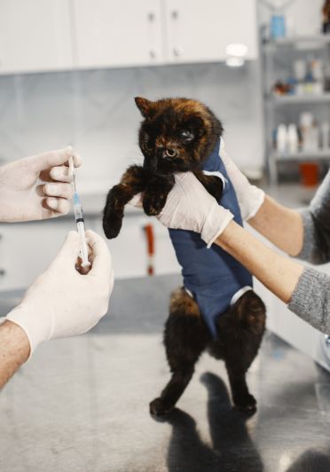 A black cat is being held while he is about to get a shot.