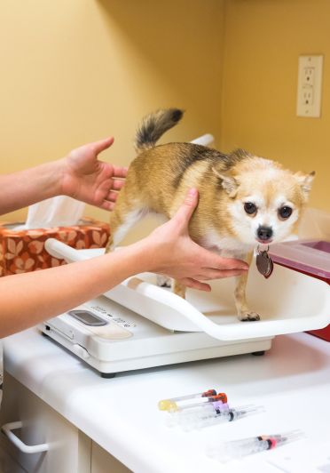 A dog is getting weighted.