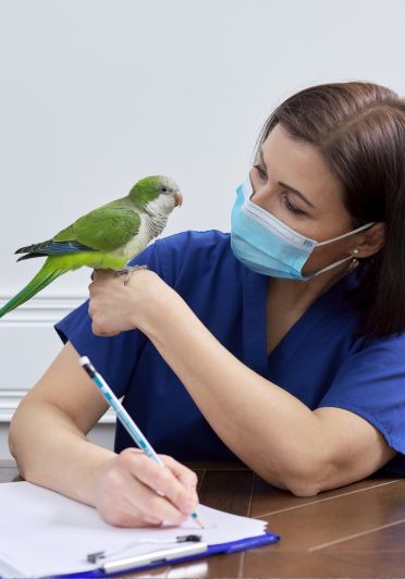 A green bird is standing on a woman in blue scrub's hand.