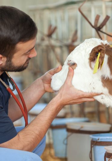 A man is holding cows face.