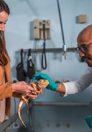 A man is petting a lizard.