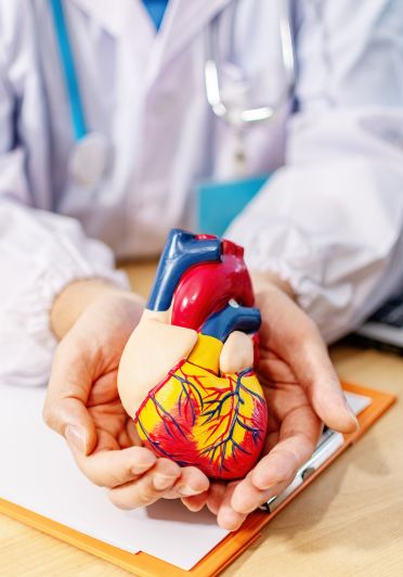 A doctor holding a detailed model of a human heart, demonstrating its structure and anatomy.