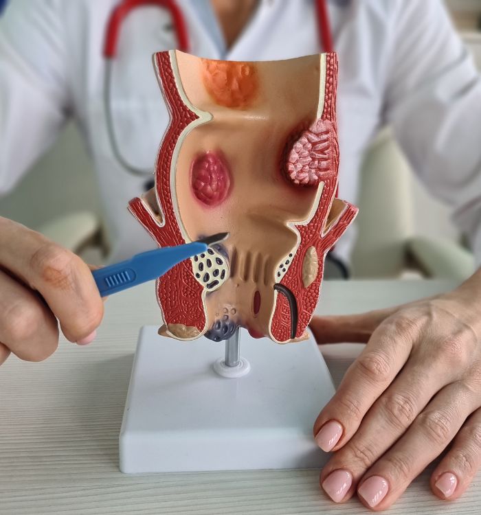 A woman is cutting a model of a human body.