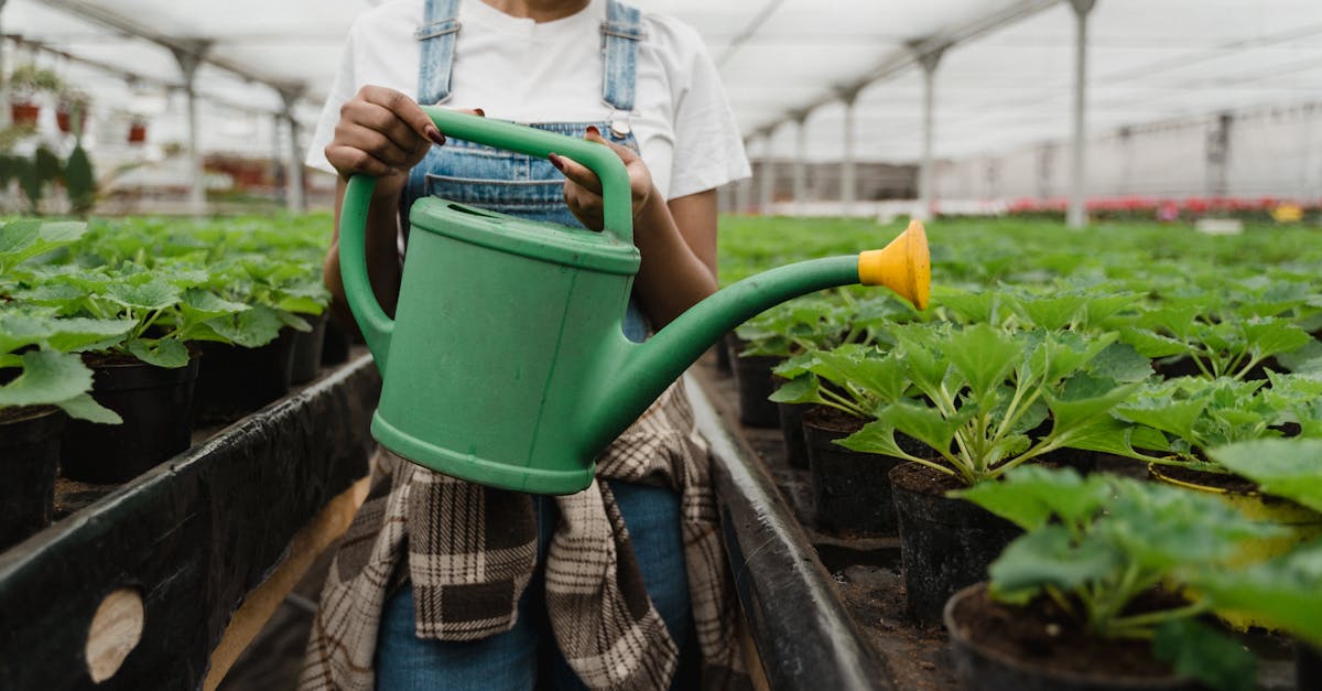 plants and watering can