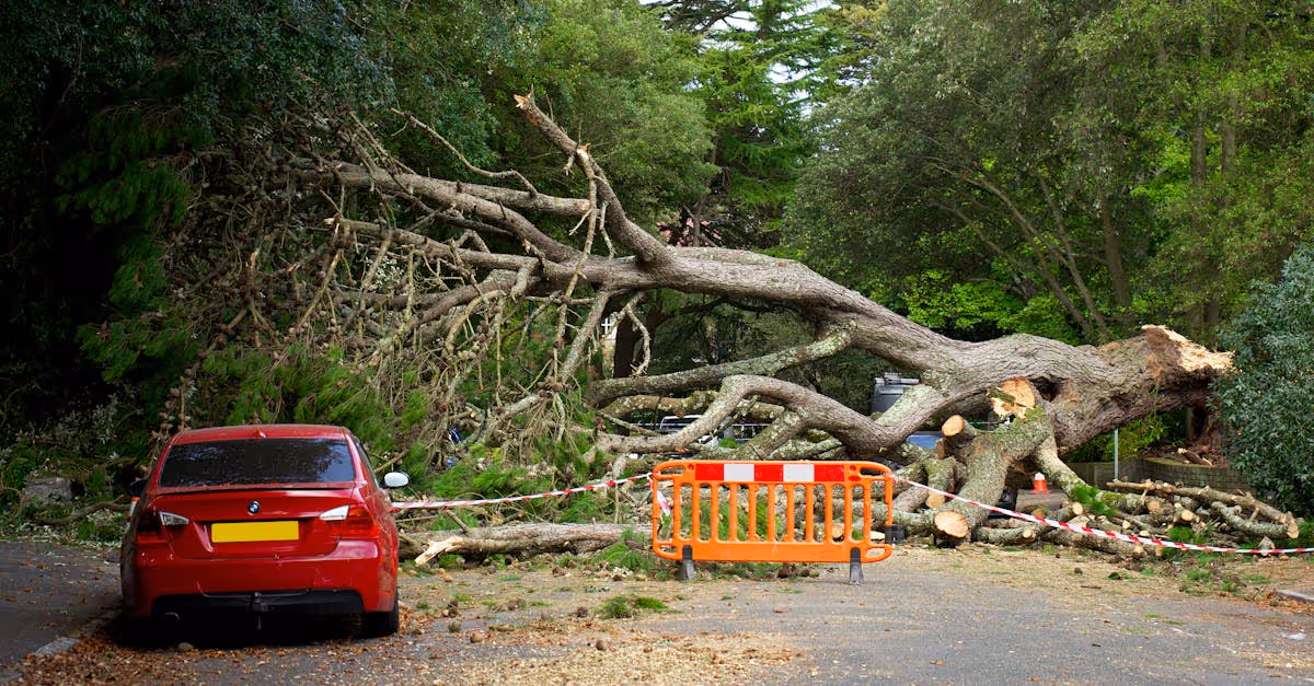 car and fallen tree