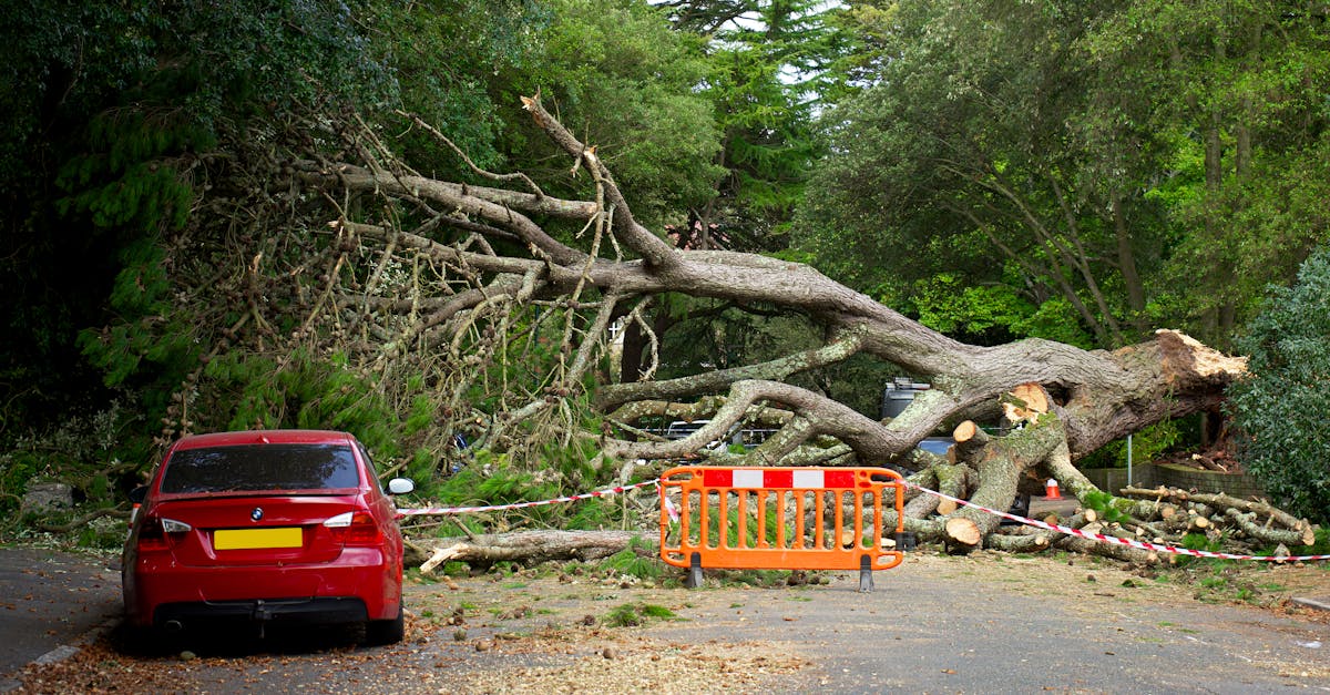 car and fallen tree