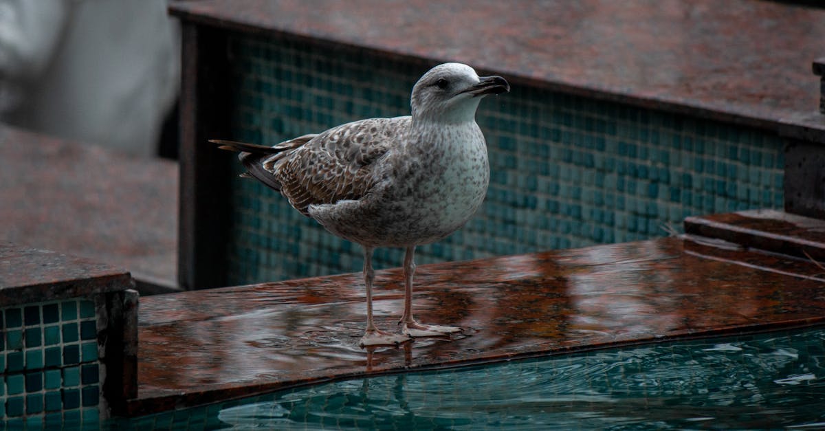 pigeon