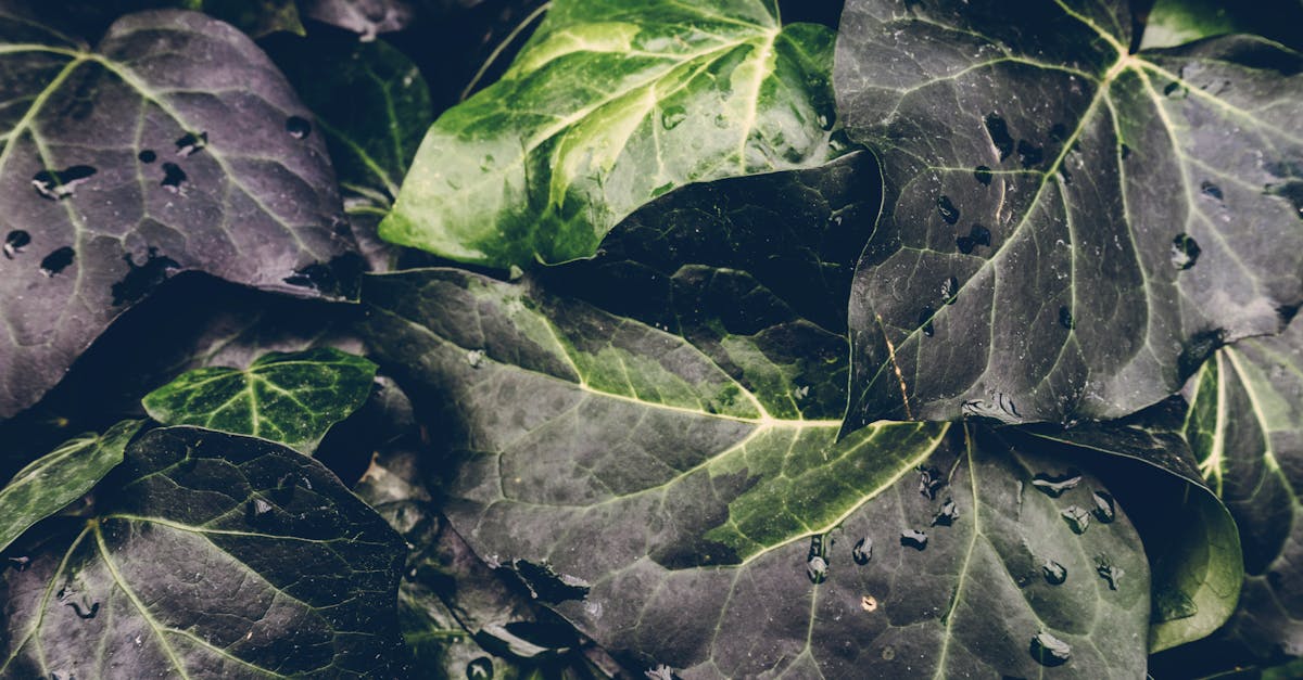 leaves