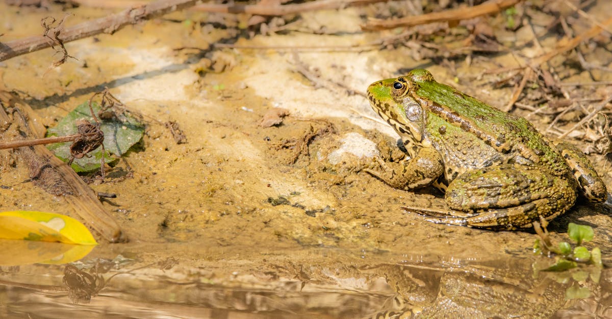 frog