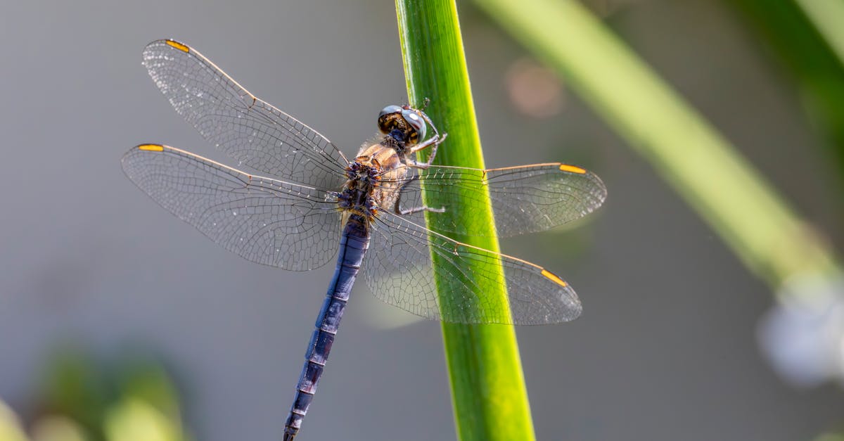 dragonfly