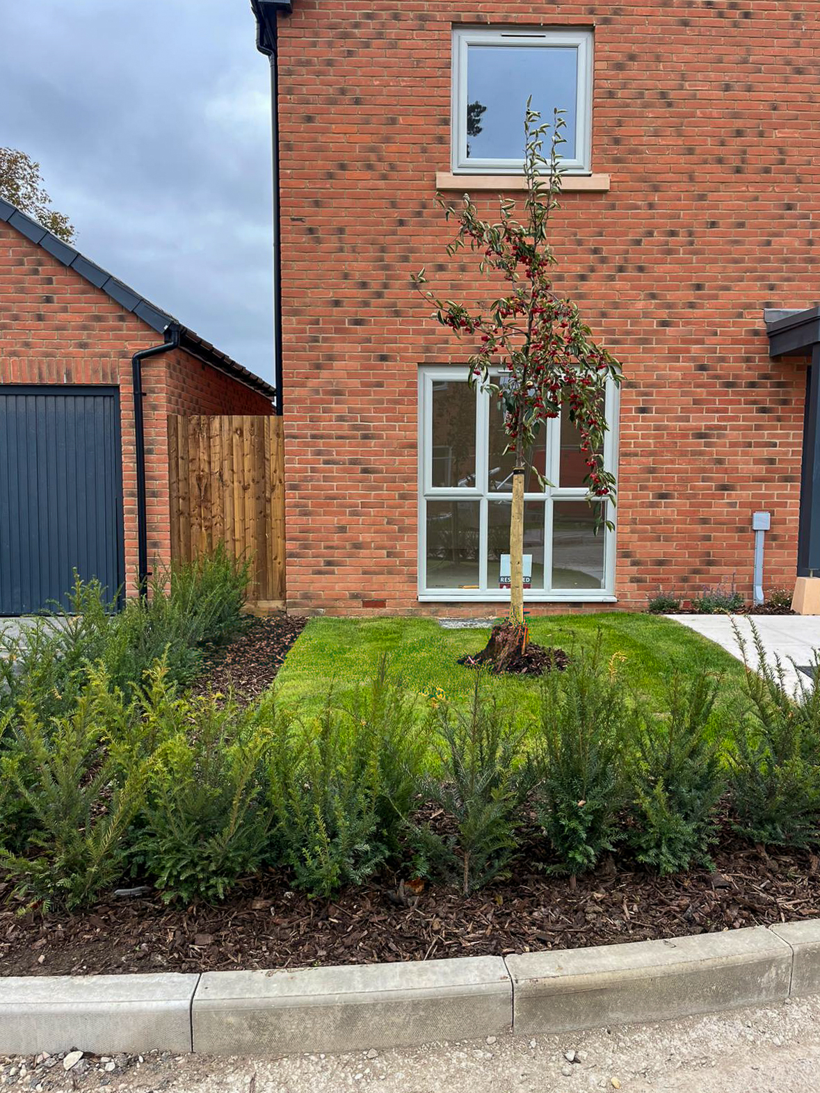 Front garden at Upton's Garden with a berrying tree, new lawn and young hedging planted by Greenfields for Newland Homes
