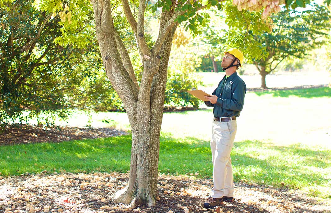 Get A Tree Health Assessment In Oregon