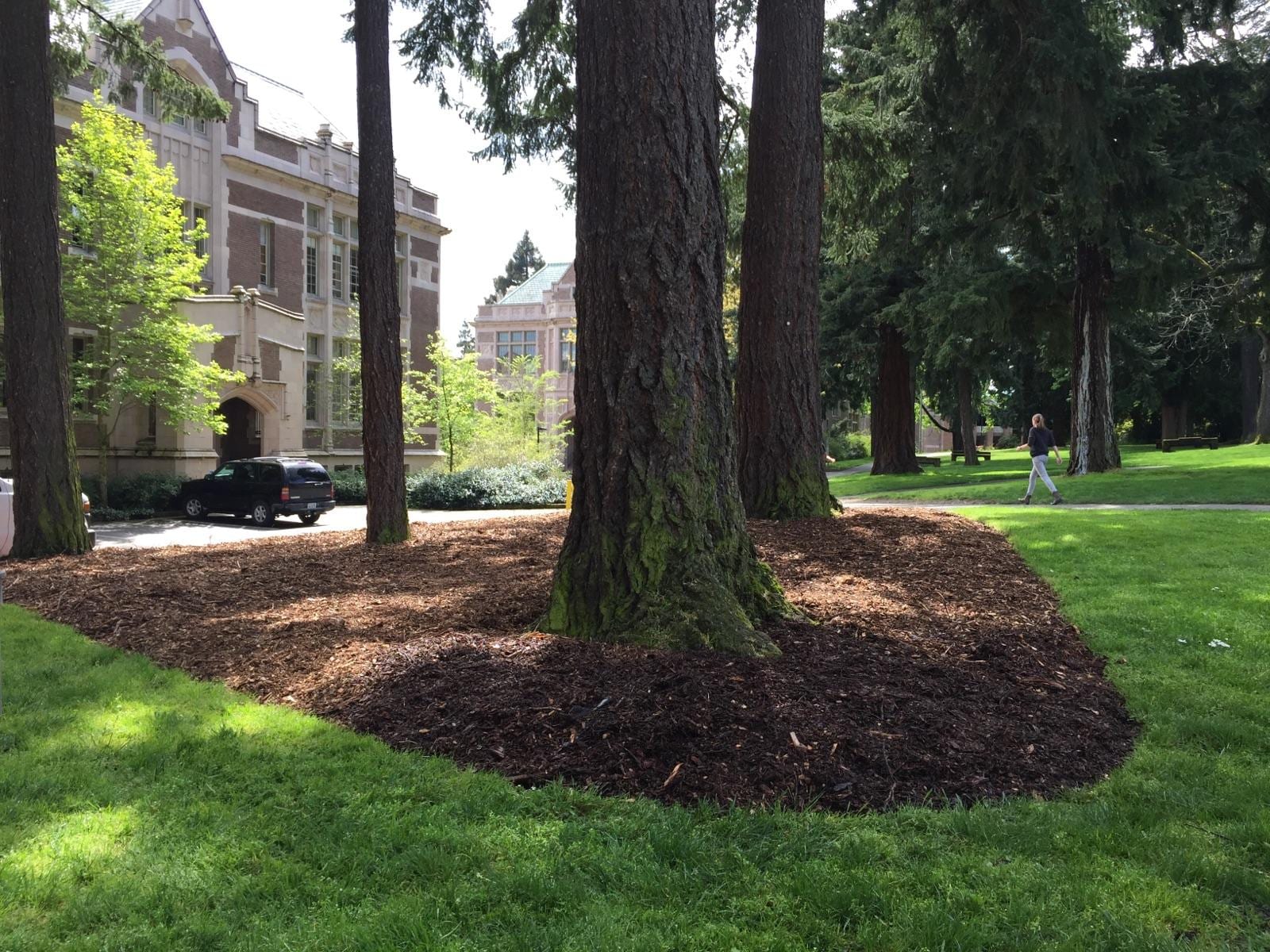 Tree Service Estimate In Oregon