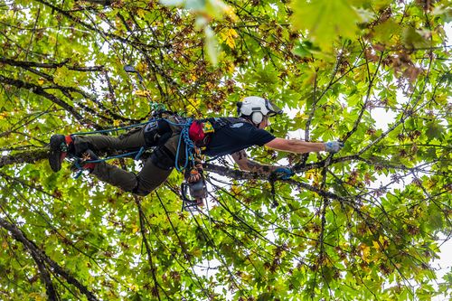 Tree Pruning