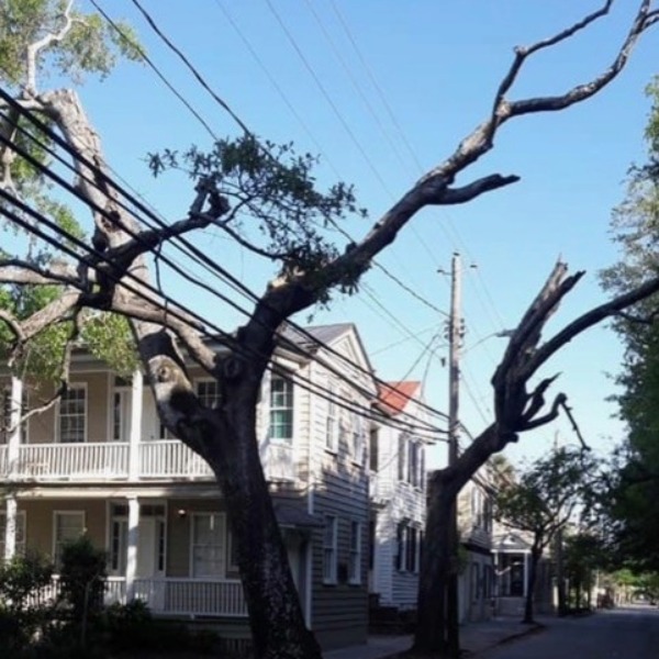 Tree Canopy