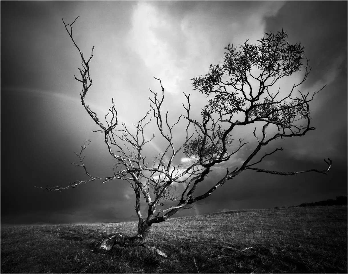 Jan Lindahl fotografi dramatiskt svartvitt träd med mörk himmel.