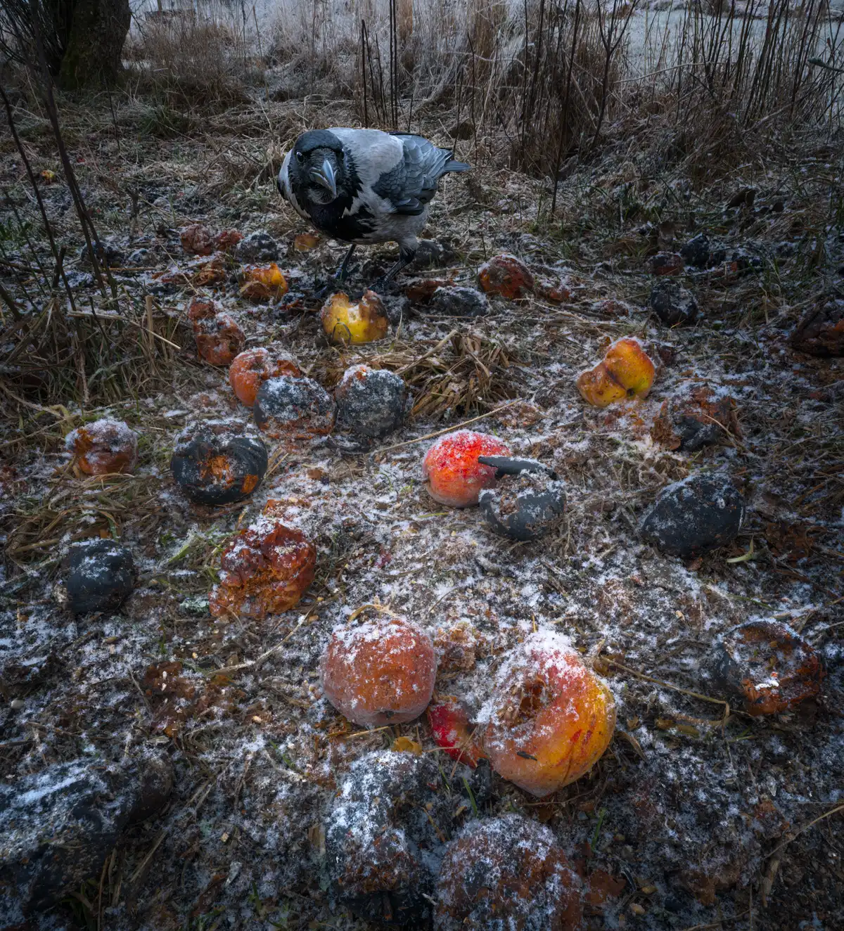 Jan Lindahl fotografi båtvrak svartvit.
