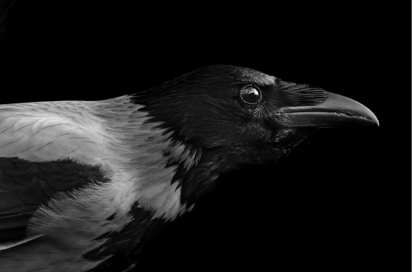 Jan Lindahl fotografi båtvrak svartvit.