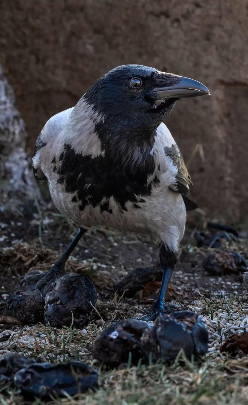 Jan Lindahl fotografi båtvrak svartvit.