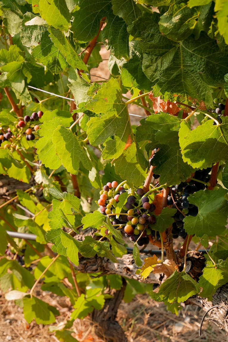 visiter-la-vallee-douro-conseils-et-bonnes-adresses