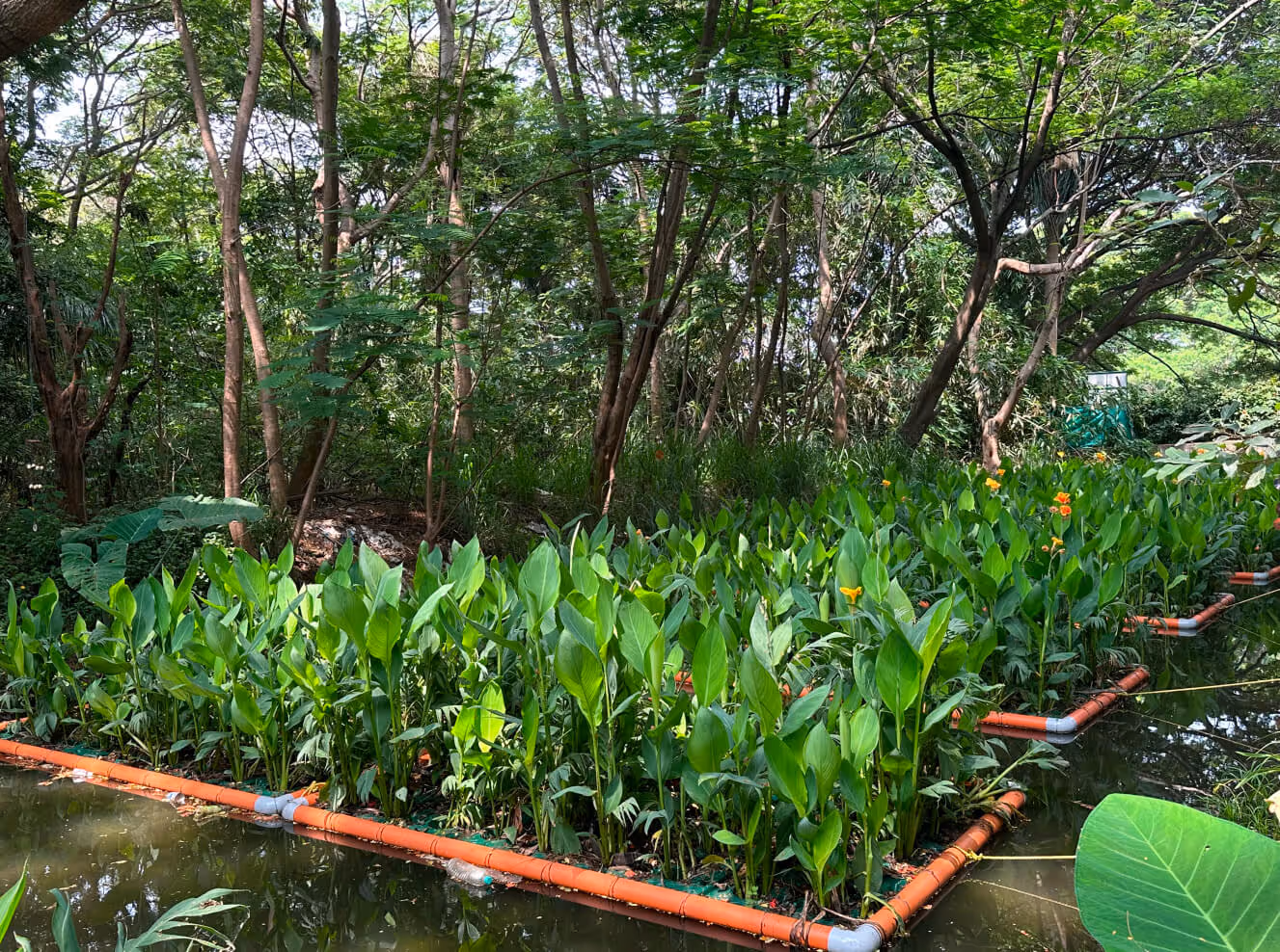 Floating garden beds with green plants and orange flowers in a pond surrounded by a dense forest.