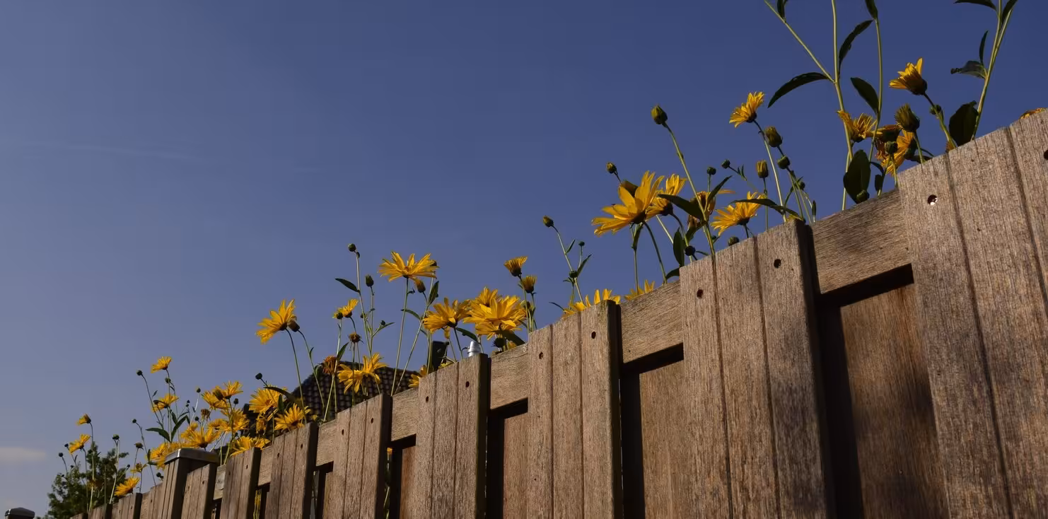 Low-angle view of flowers growing behind a fence, symbolizing healthy boundaries, personal growth, and respect in relationships.