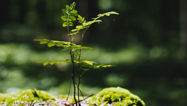 Small sapling growing on moss-covered soil in a sunlit forest clearing.