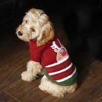 Cute dog wearing a Christmas jumper