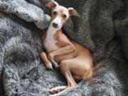 Charley Chau Blanket