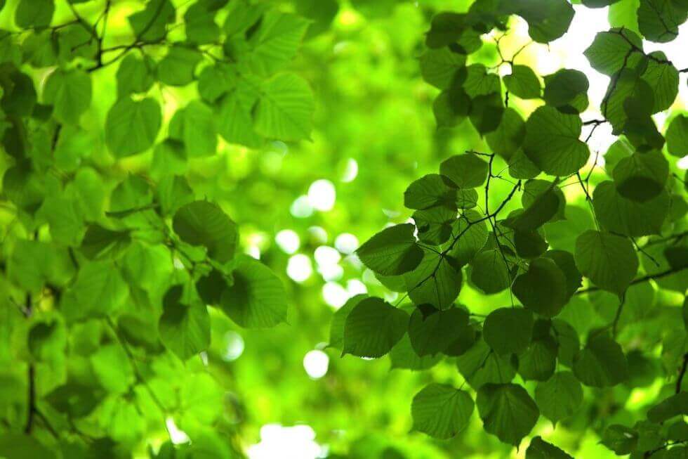 Vibrant green leaves with sunlight filtering through MOLTENI VERNICI special paints