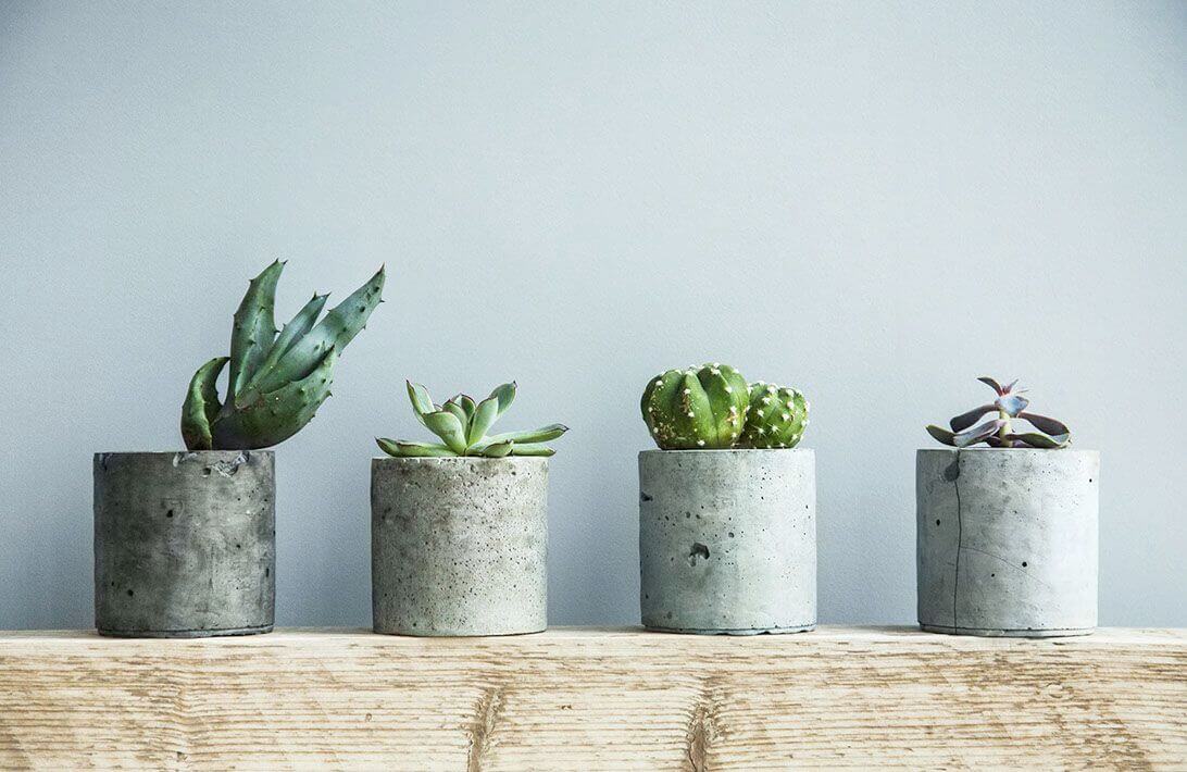 MOLTENI VERNICI special paints: Four succulents in minimalist concrete pots