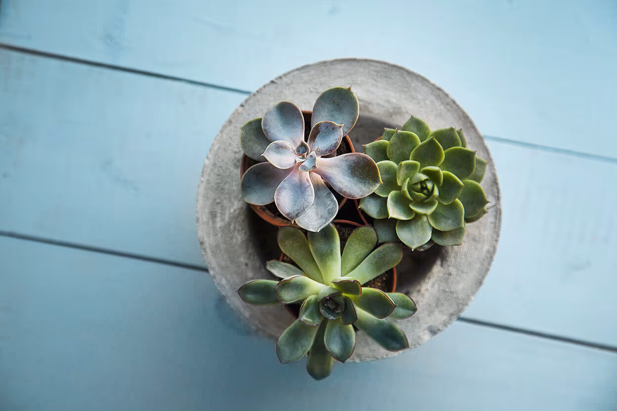 MOLTENI-VERNICI special paint for design: succulents in concrete pot
